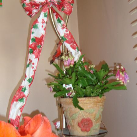 kalanchoe lucky bell